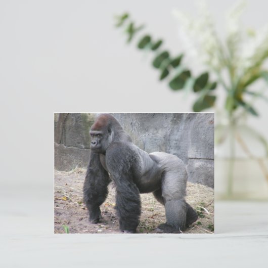 Gorilla Postkarte (Stehend Vorderseite)