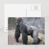 Gorilla Postkarte (Vorne/Hinten)