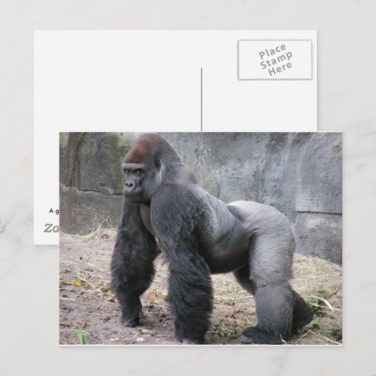 Gorilla Postkarte (Vorne/Hinten)