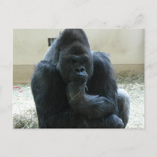 Gorilla Postkarte (Vorderseite)