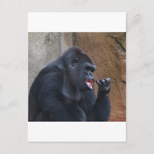 Gorilla Postkarte (Vorderseite)