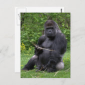 Gorilla Postkarte (Vorne/Hinten)