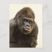 Gorilla Pout Postkarte (Vorderseite)