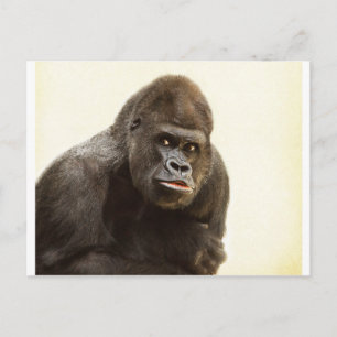Gorilla Pout Postkarte