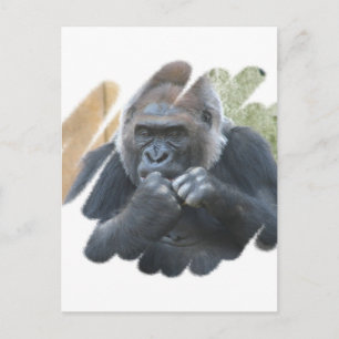 Gorilla Primat Postcard Postkarte