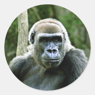 Gorilla-Profil-Aufkleber Runder Aufkleber