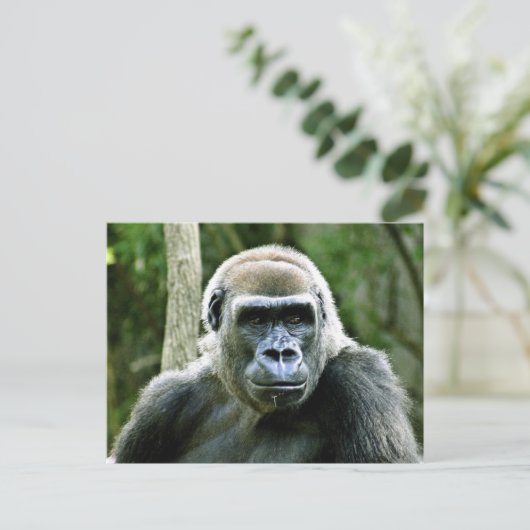 Gorilla Profile Postcard Postkarte (Stehend Vorderseite)