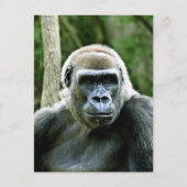 Gorilla Profile Postcard Postkarte (Vorderseite)