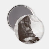 Gorilla Schlaffotografie Magnet (Vorderseite/Rückseite)