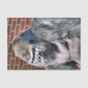 GORILLA SEIDENPAPIER