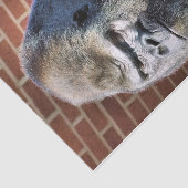 GORILLA SEIDENPAPIER (Ausschnitt)