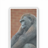 Gorilla Shufai Aufkleber (Vorderseite)