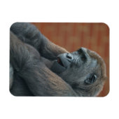 Gorilla Shufai Magnet (Horizontal)