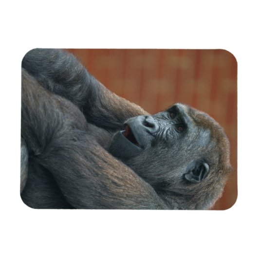 Gorilla Shufai Magnet (Horizontal)