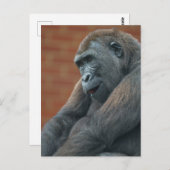 Gorilla Shufai Postkarte (Vorne/Hinten)