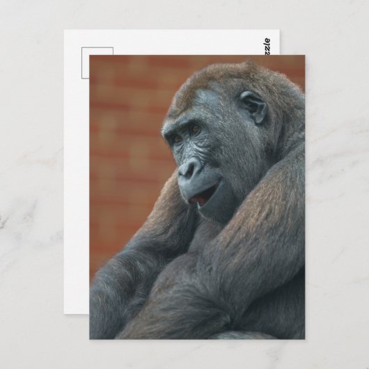 Gorilla Shufai Postkarte (Vorne/Hinten)