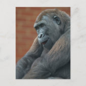 Gorilla Shufai Postkarte (Vorderseite)