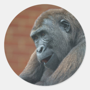 Gorilla Shufai Runder Aufkleber