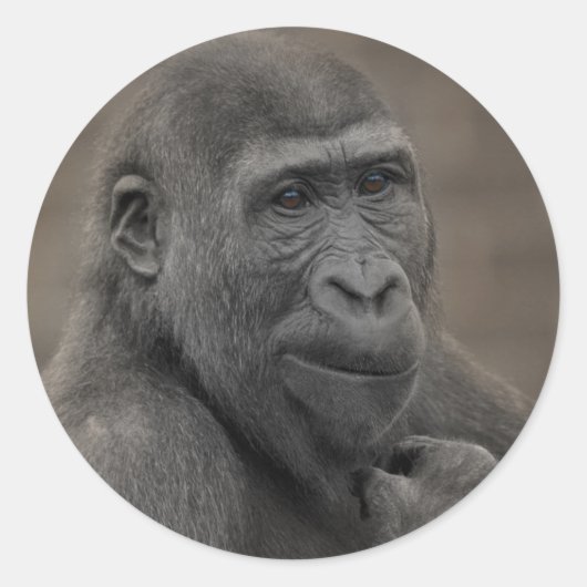 Gorilla Shufai Runder Aufkleber (Vorderseite)