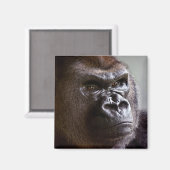 Gorilla Silverback Magnet (Vorderseite/Rückseite)