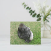 Gorilla Stare Postkarte (Stehend Vorderseite)
