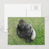 Gorilla Stare Postkarte (Vorne/Hinten)