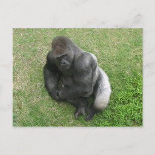 Gorilla Stare Postkarte
