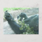 Gorilla-Stücke Postkarte (Vorderseite)