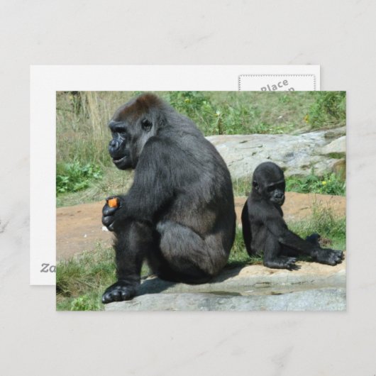 Gorilla Time Out Postkarte (Vorne/Hinten)