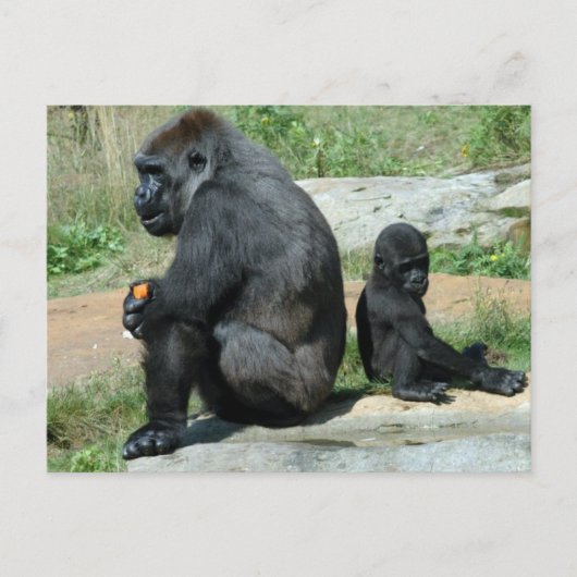 Gorilla Time Out Postkarte (Vorderseite)