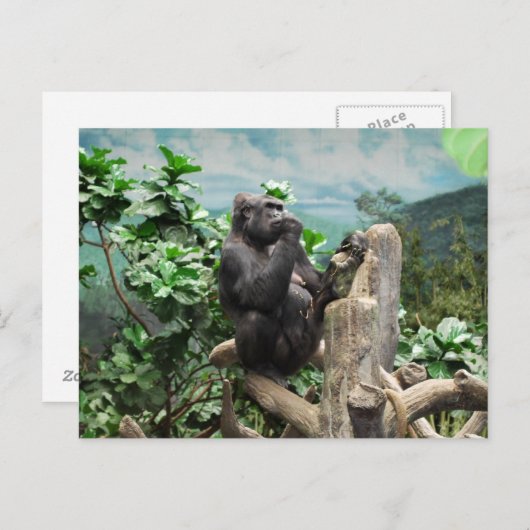 Gorilla Too Postkarte (Vorne/Hinten)