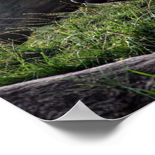 Gorilla und die Sonne Poster (Ecke)