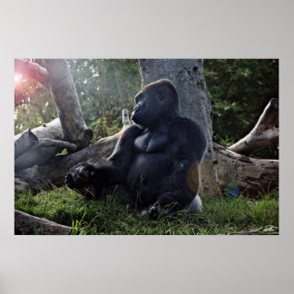 Gorilla und die Sonne Poster
