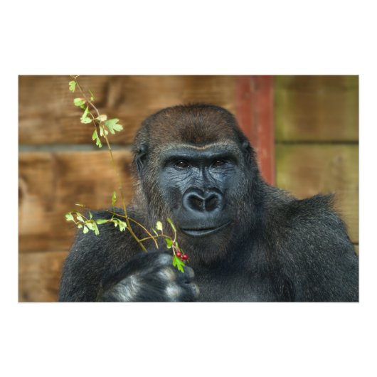 Gorilla und seine Berries Fotodruck (Vorne)
