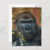 Gorilla und seine Berries Postkarte (Vorne/Hinten)