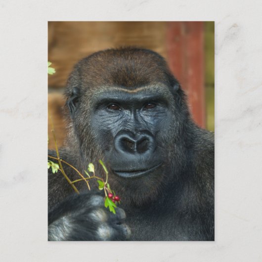 Gorilla und seine Berries Postkarte (Vorderseite)