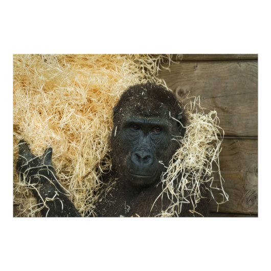 Gorilla und seine Wolle Fotodruck (Vorne)