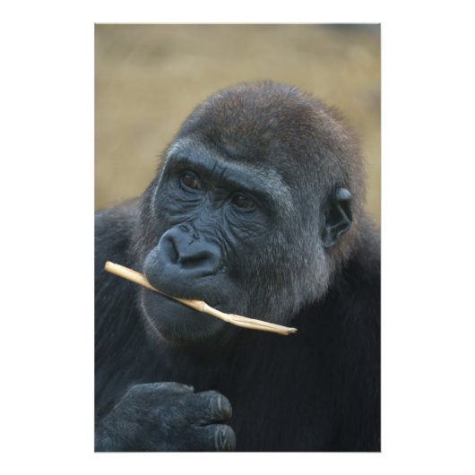 Gorilla Youngster Shufai Fotodruck (Vorne)