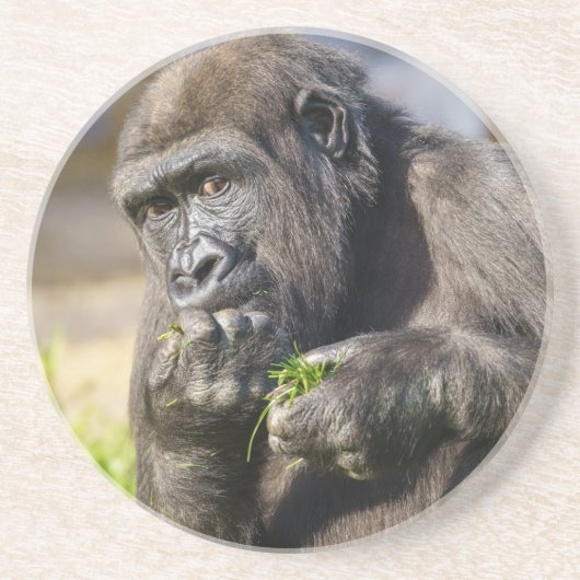 Gorilla Youngster Square Paper Untersetzer (Vorne)