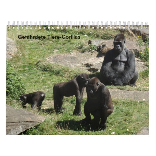 Gorillas als Kalender (Titelbild)