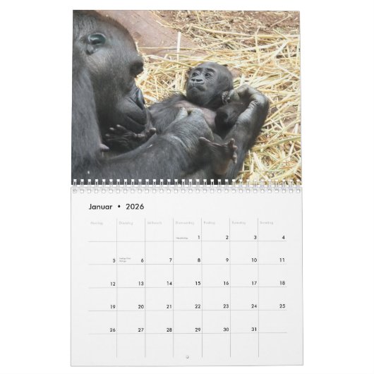 Gorillas als Kalender (Jan 2026)