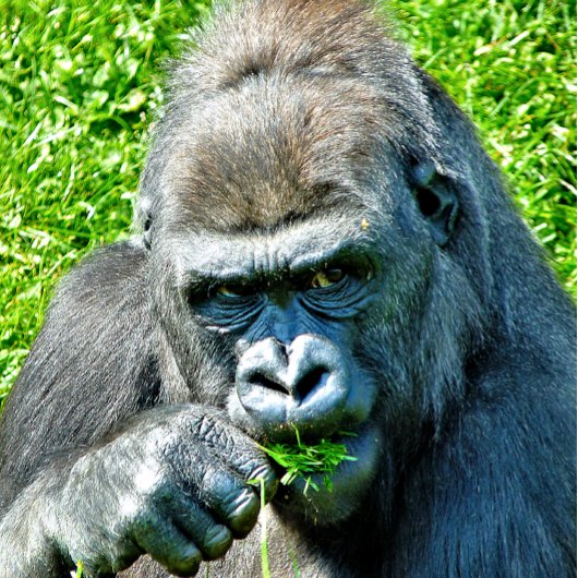 GORILLAS FLASCHENÖFFNER