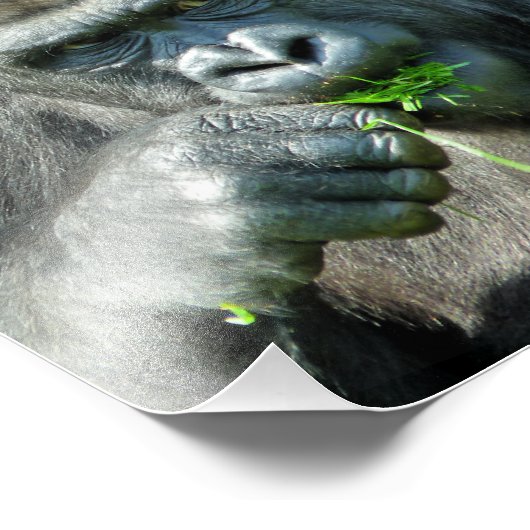GORILLAS FOTODRUCK (Ecke)