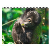 Gorillas in den Bergen Ugandas Kalender (Titelbild)