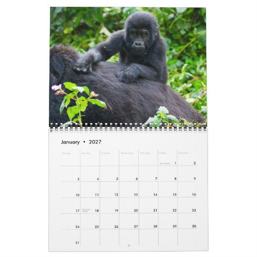 Gorillas in den Bergen Ugandas Kalender (Jan 2027)