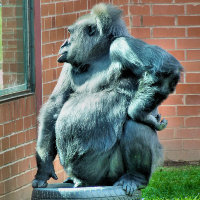 GORILLAS