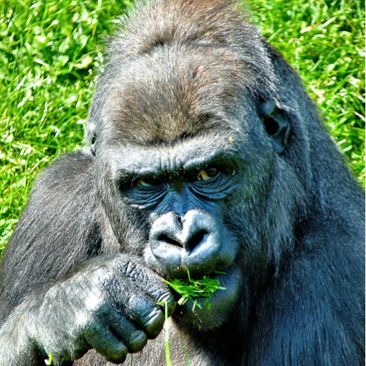 GORILLAS MOUSEPAD