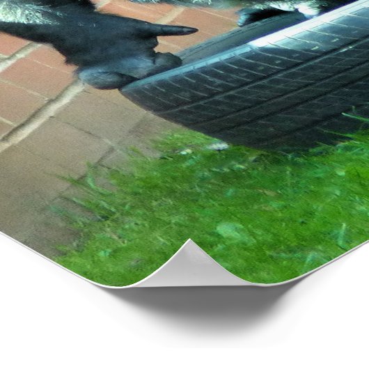 GORILLAS POSTER (Ecke)