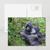 Gorillas - Ruanda Postcard Postkarte (Vorne/Hinten)