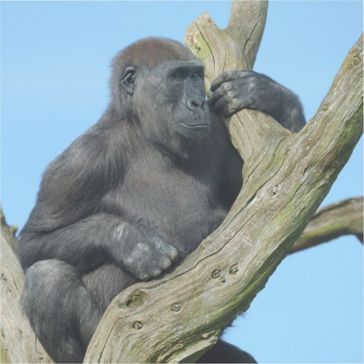 Gorillas ruhiger Baum Perch Aufkleber (Vorderseite)